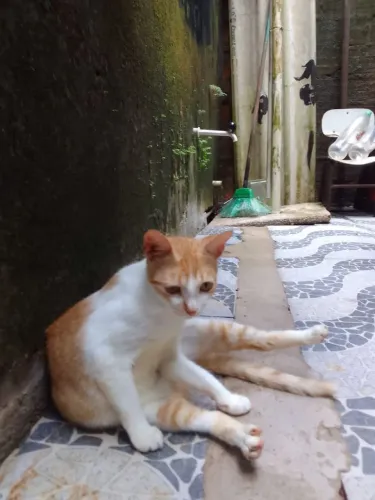 Doase essas lindas gatinhas, ja tomaram remédio pra verme só  comem ração