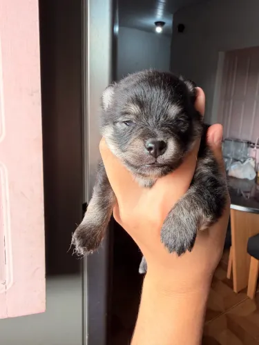 Filhotes Machos de Lulu da Pomerânia para Reserva