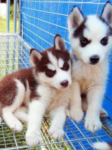 Husky Siberiano - Amor Que Acompanha 