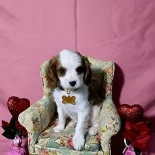 Cavalier King Charles Spaniel,Cavalier King Charles Spaniel Filhote Selecionado Alta Proce