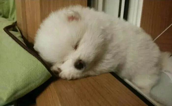 Lulu da Pomerânia ursinho 