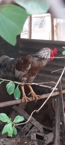 Galo caipira grande