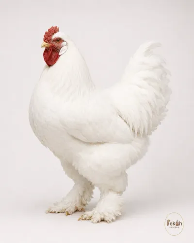 Brahma Branca Galinha