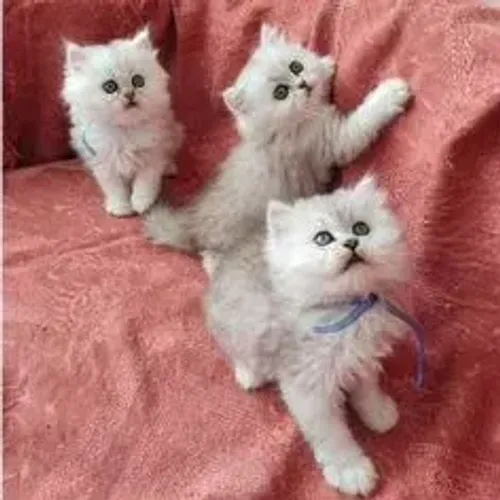 Gato Persa Creme