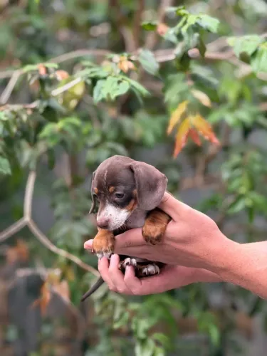 Salsicha Basset Cofap Dachshund