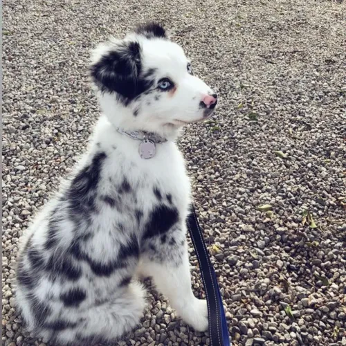 Border Collie filhote,o presente mais fofo para namorados