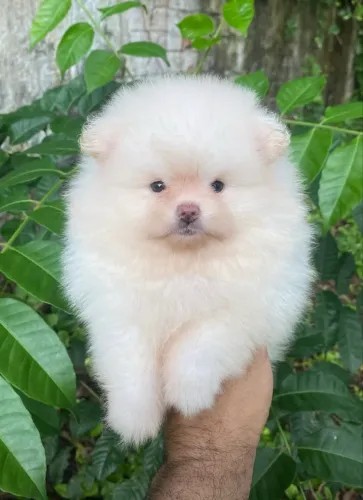 Filhotes de Spitz alemão