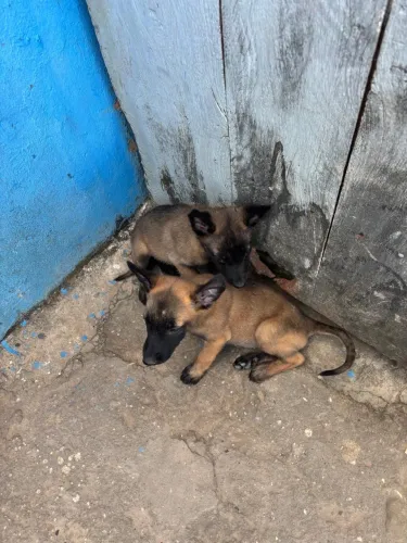 Vendo pastor malinois