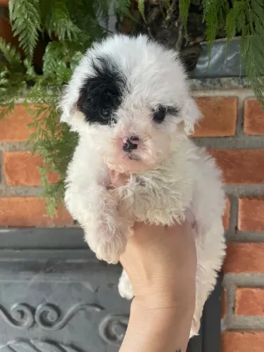 Poodle vendas filhotes lindos tamanho Toy 