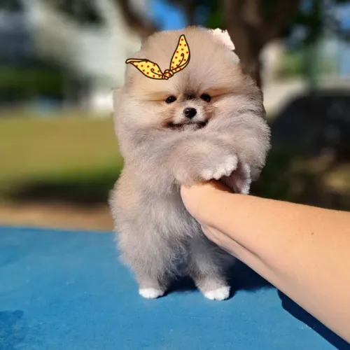 Ursinha Anã Linda Lulu da Pomerânia 