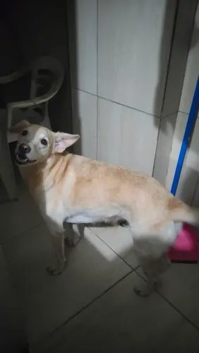 Estou doando essa cachorra