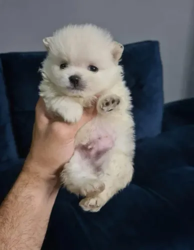 Cachorro Lulu filhote bem cuidado venha ver HOJE!