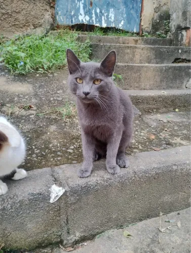 Gatinho macho aproximadamente 1 ano