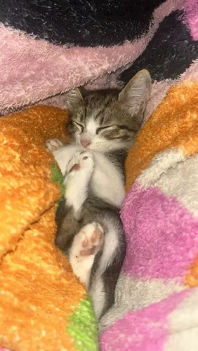 Gato bicolor rajadinho