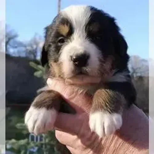 Bernese Mountain Dog,Bernese Mountain Dog Filhote Imponente e Pronto para Novo Lar