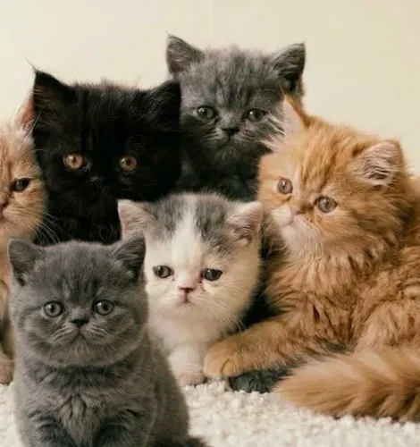 Gatos Persa show lindas pelagens