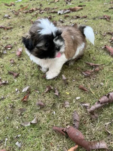 Shih Tzu Um presente que vai fazer sucesso no Dia dos Pais