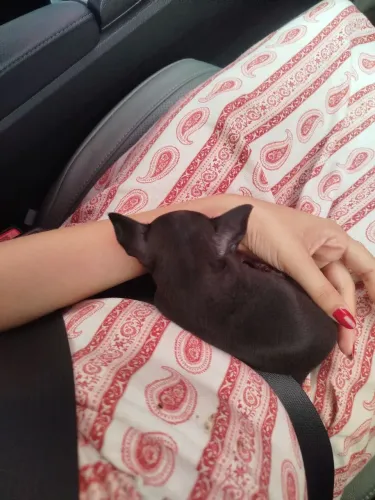 PINSCHER
