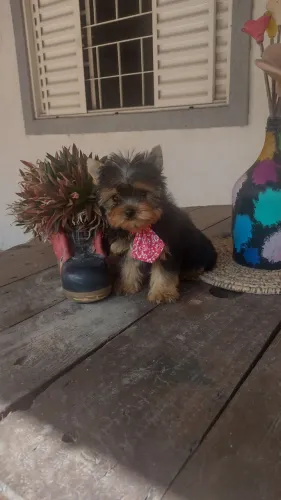 Lindo machinho Yorkshire mini, Não perca... OPORTUNIDADE