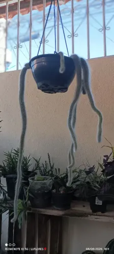 Rabo de macaco