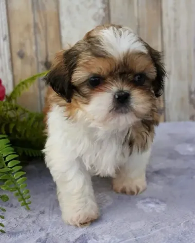 Shih Tzu Bebê
