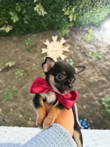 Mini chihuahua filhote machinho 