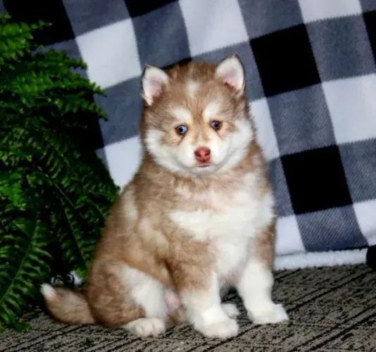 ? Atendimento rápido para interessados: *