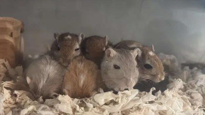 Gerbil / Esquilo da Mongólia Taubaté