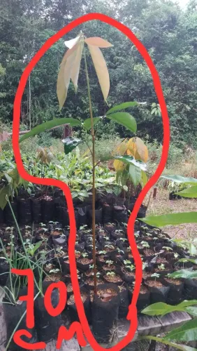 Mudas de andirobas 
