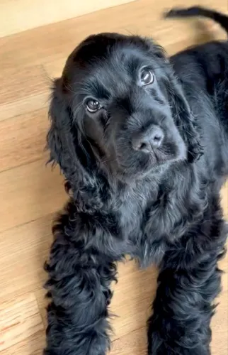 Cocker seu belo filhote está somente a sua espera