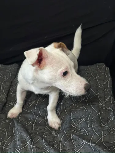 lindo filhote de jack russel