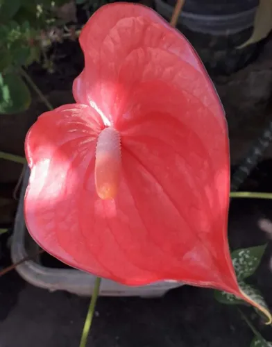 Planta Antúrio 