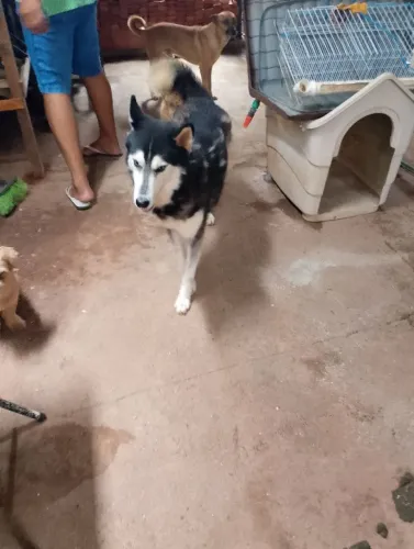 Husky Siberiano para Doação 