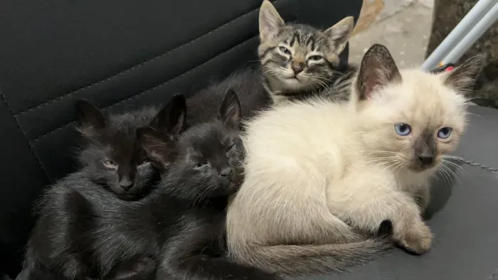 ? DOAÇÃO DE GATINHOS FOFOS E MANSOS ?