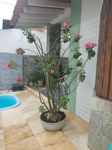 Rosas do deserto gigante 
