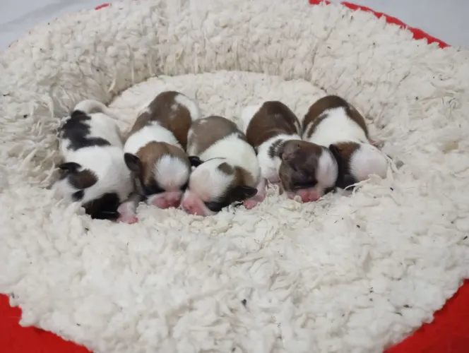 shiu tzu para reservar