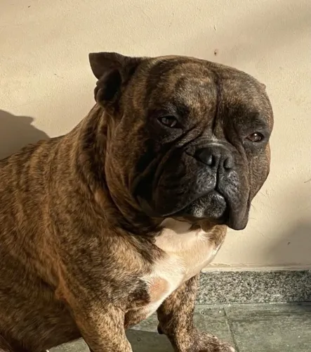 Cães 