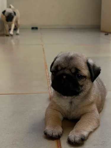 Pugs lindos
