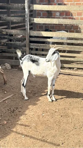 BODES E CABRAS
