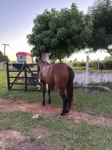 Cavalo