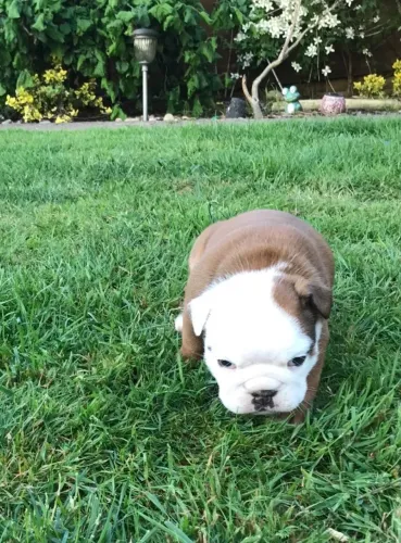 Bulldog Inglês,Bulldog Inglês Filhote Top Padrão da Raça