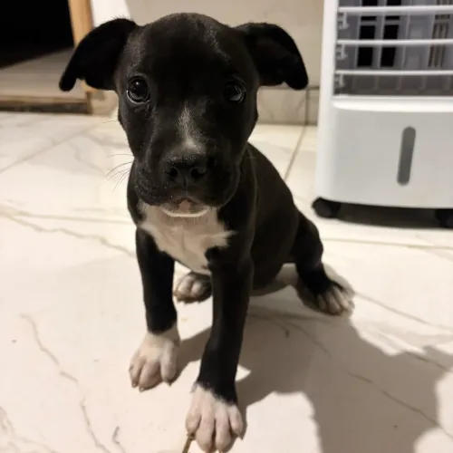 VENDO FILHOTE AMERICAN BULLY 