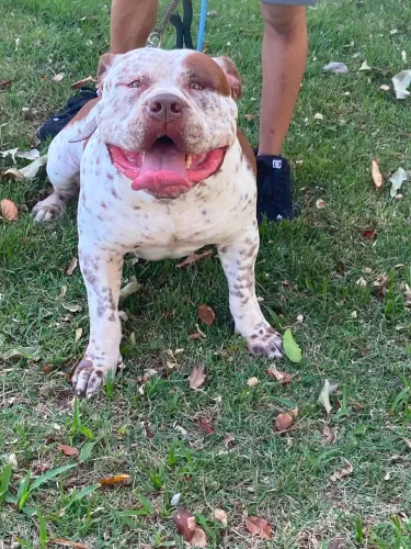 Vendo Pitmonster com 1 ano muito dócil