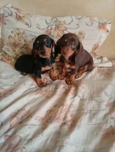 Dachshund miniatura