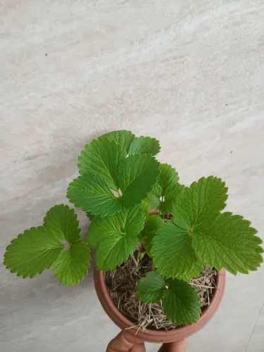 Mudas de Morango 10,00