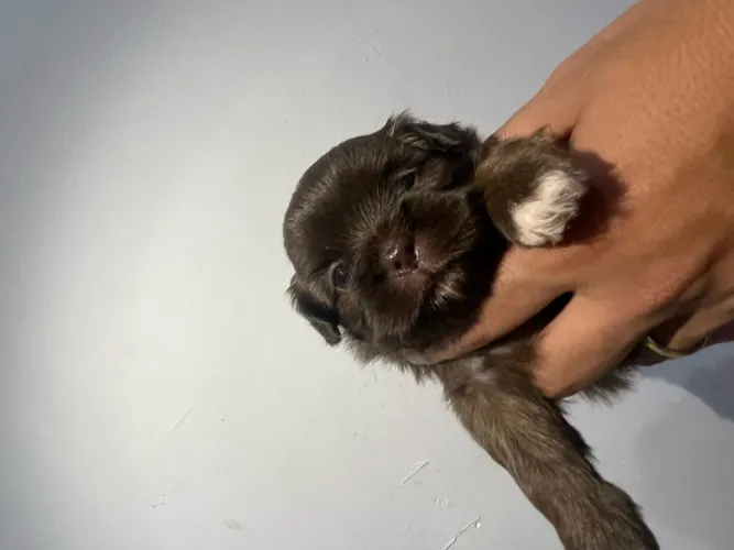 Filhotes de shih tzu ?