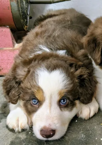 Border Collie chocolate. 1 machos a venda. 