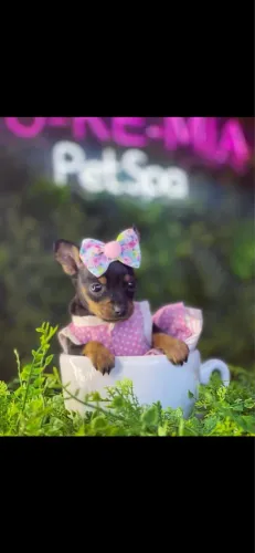 Pinscher! A mais bela fera 