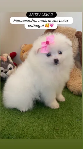 Spitz Alemão machos e fêmeas disponíveis