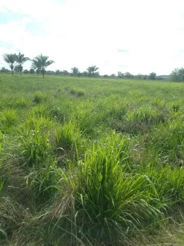 URG. Vendo 4,5 Alqueires de Terra na Bamerindus,Eldorado dos Carajás*